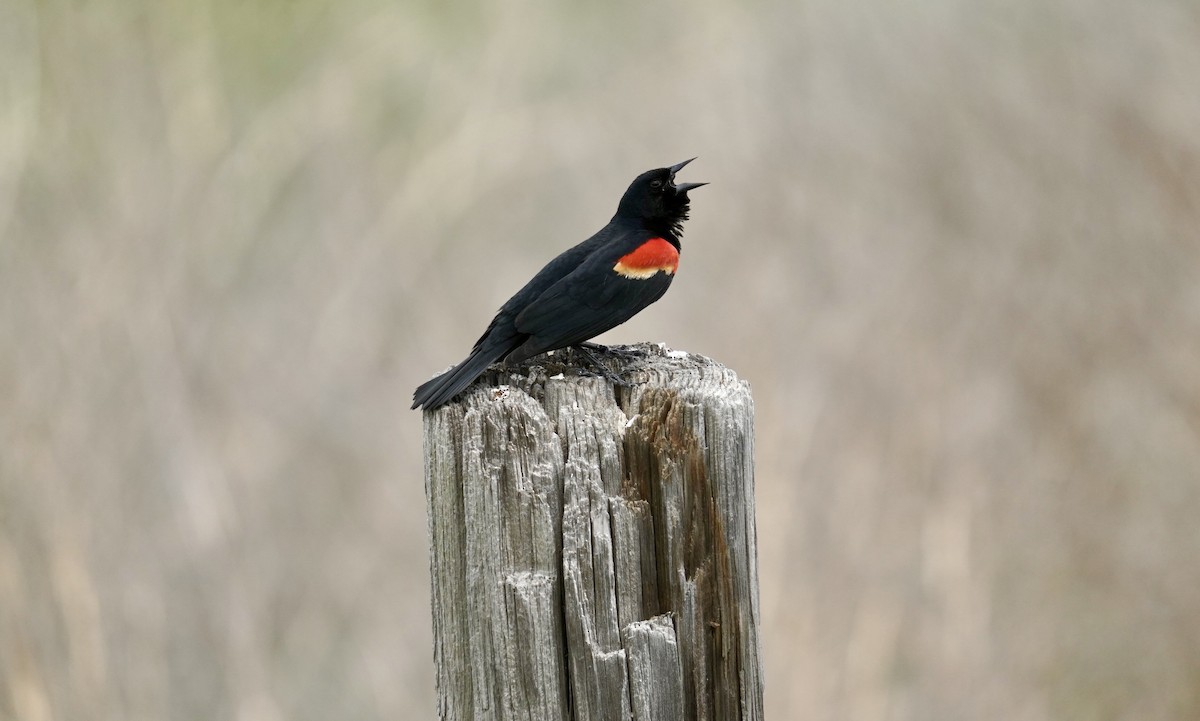 Red-winged Blackbird - Terry Reiling
