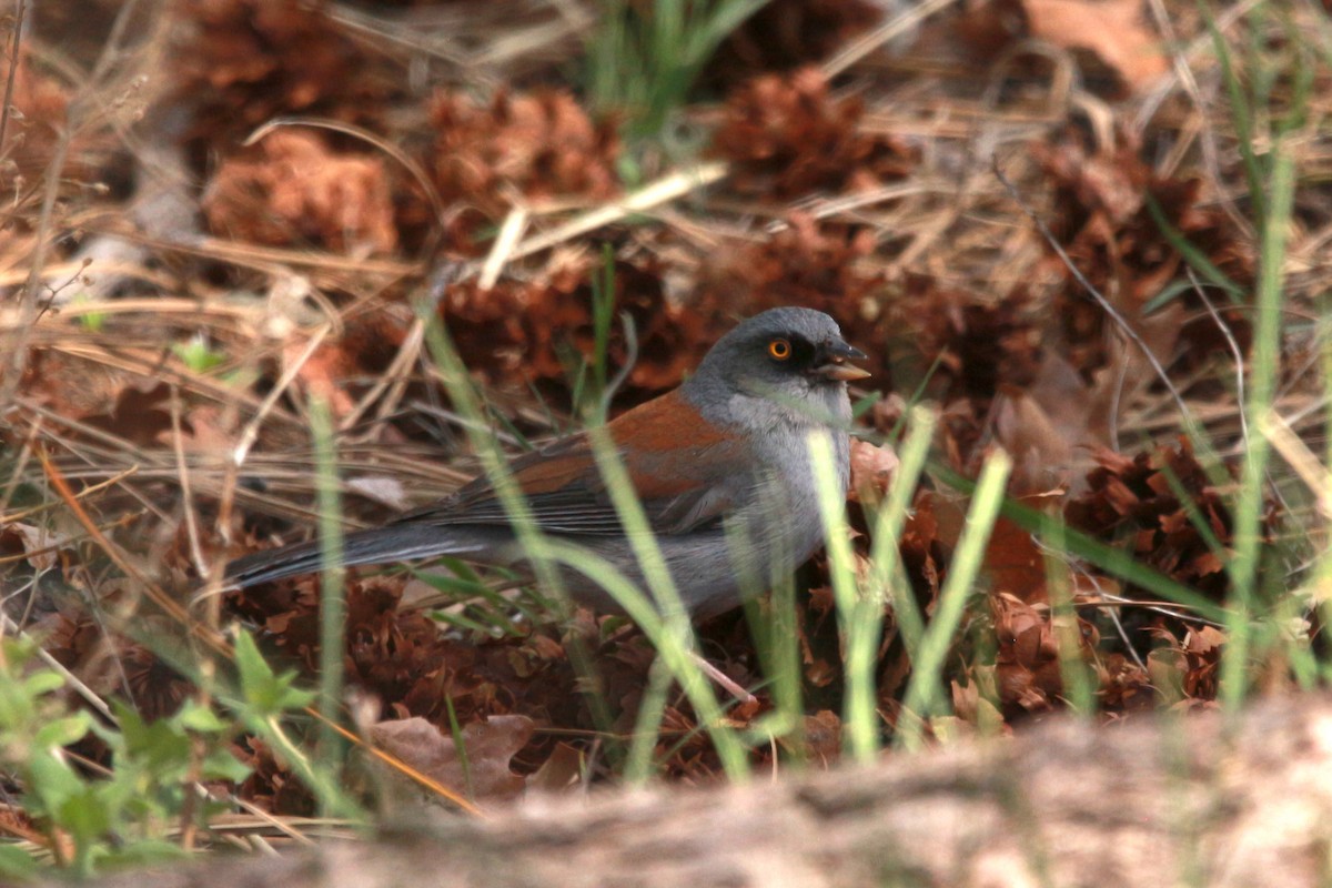 Yellow-eyed Junco - Jesse Pline