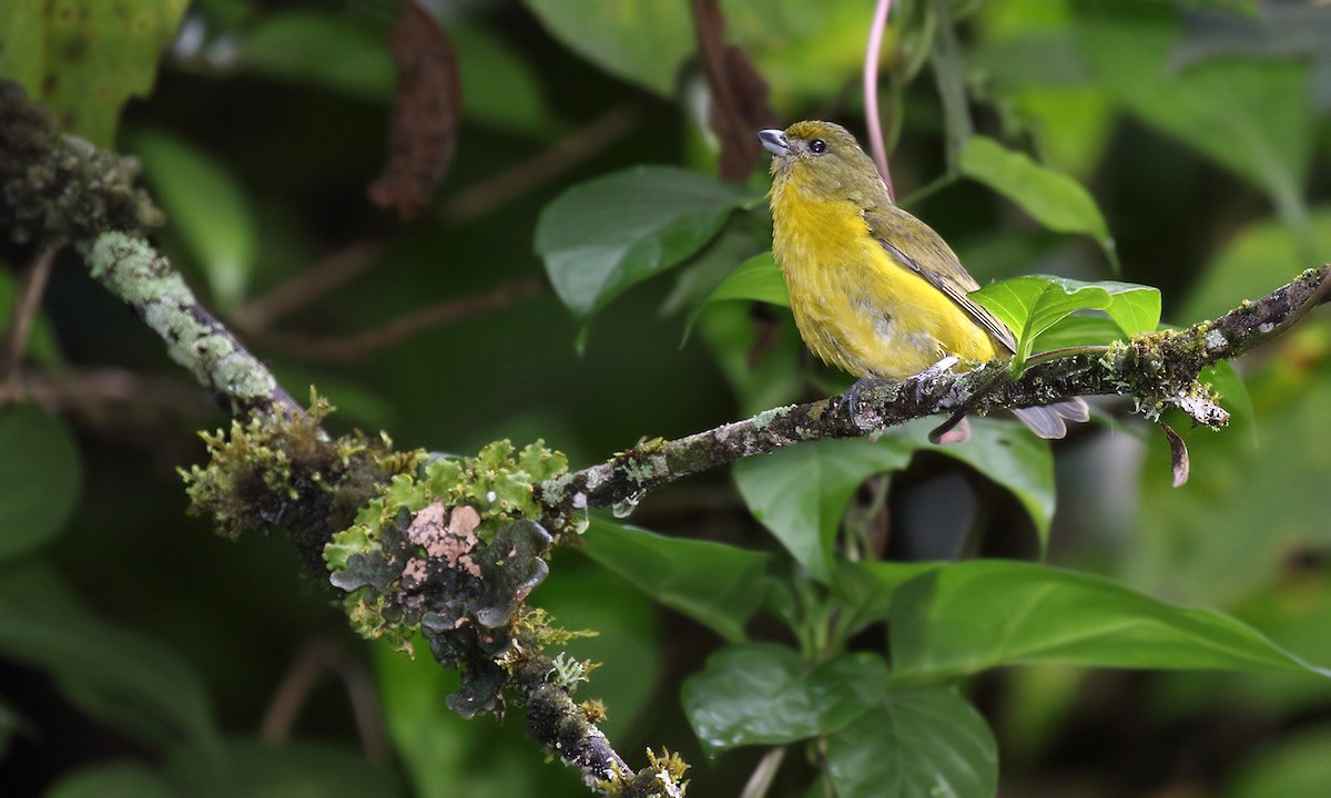 Thick-billed Euphonia - Adrián Braidotti