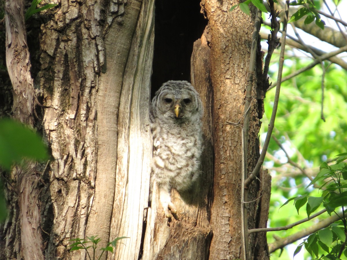 Barred Owl - Chris Anderson