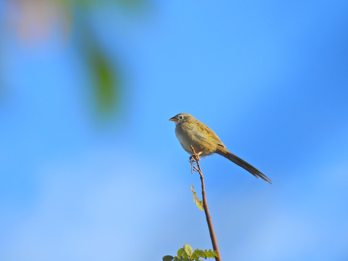 Flavescent Warbler - Raul Afonso Pommer-Barbosa - Amazon Birdwatching