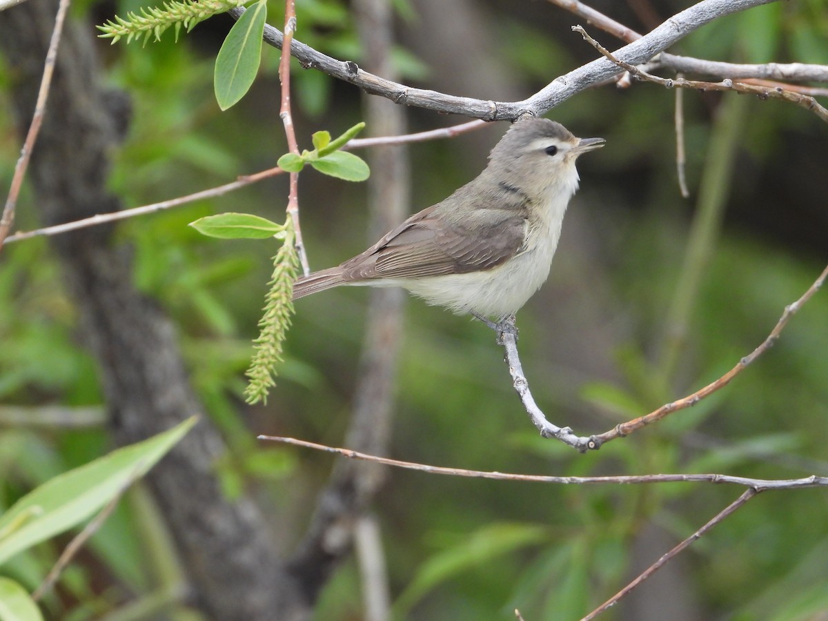 Warbling Vireo - Tom Wuenschell