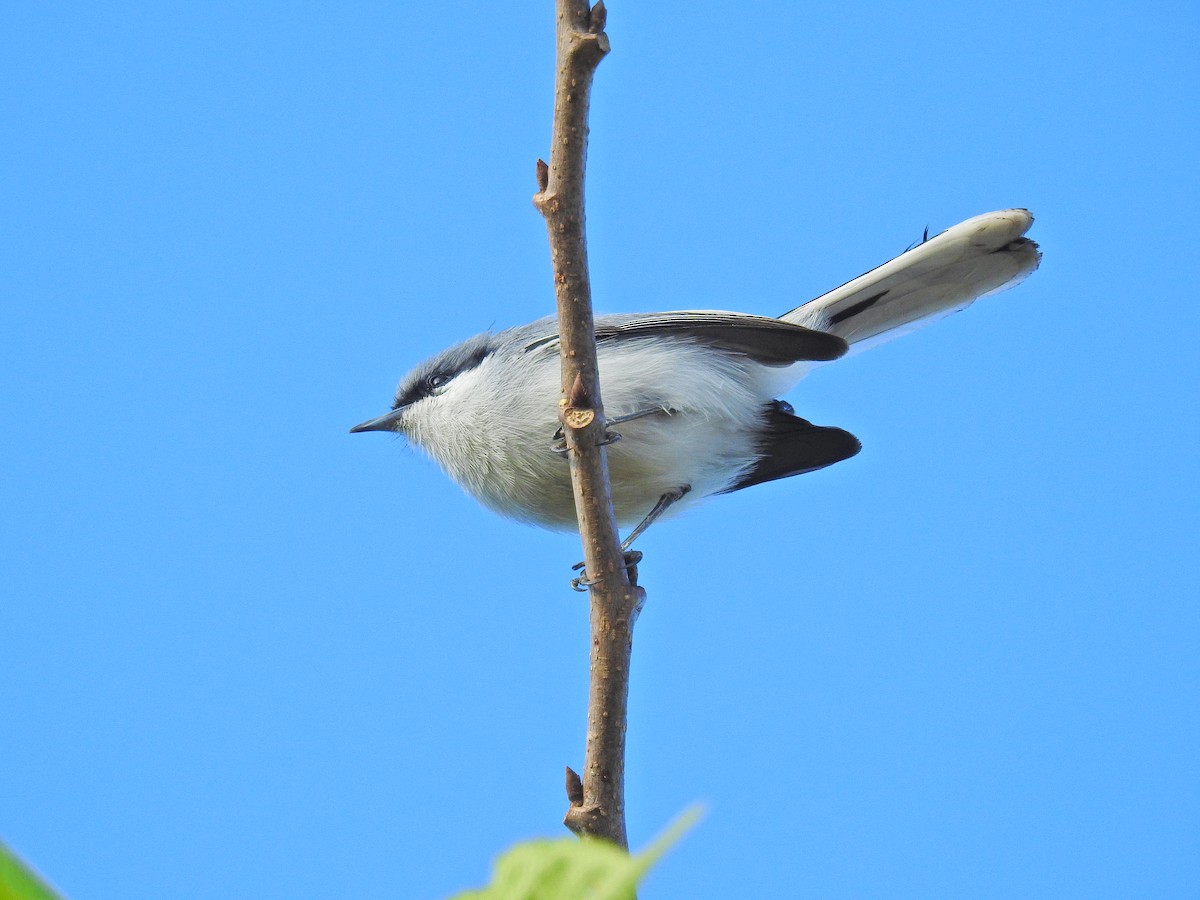 Masked Gnatcatcher - ML619510190