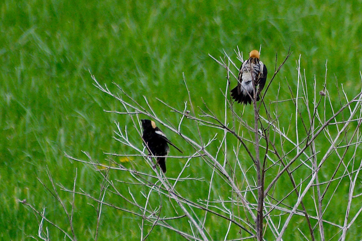 Bobolink - Rick Beaudon