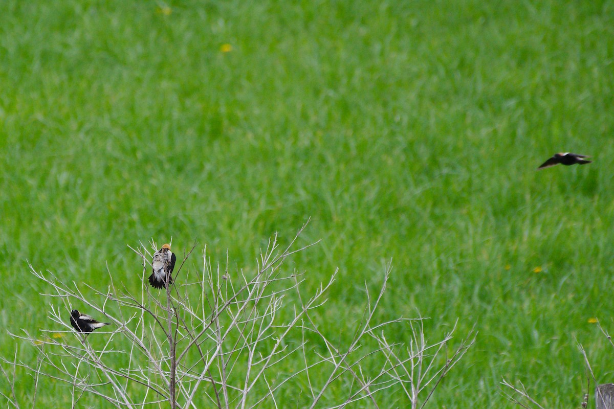 Bobolink - Rick Beaudon