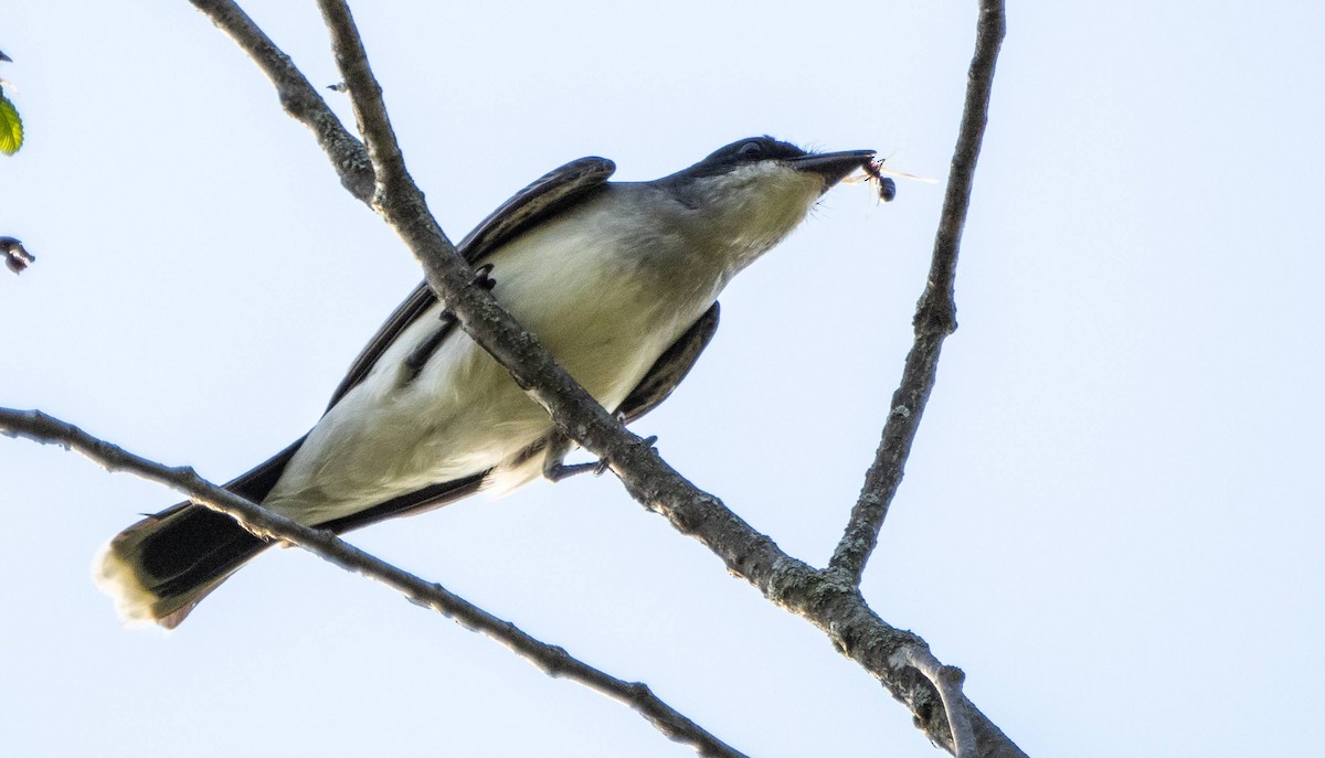 Eastern Kingbird - ML619510194