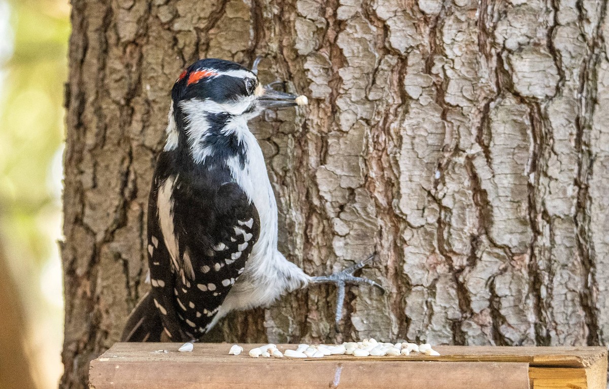 Hairy Woodpecker - Matt M.