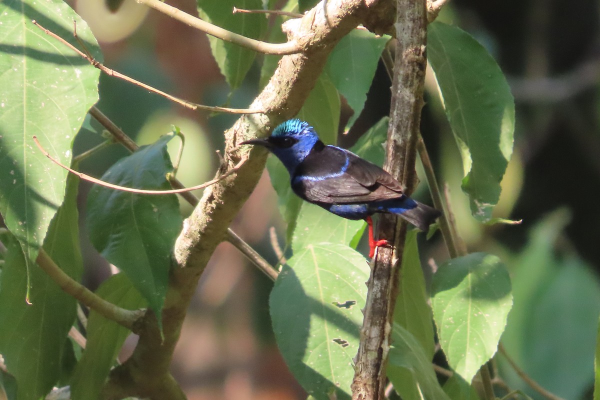 Red-legged Honeycreeper - David Brinkman