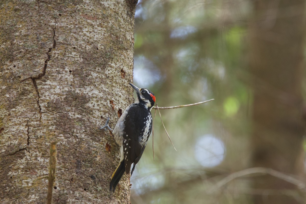 Hairy Woodpecker - Deanna McLaughlin