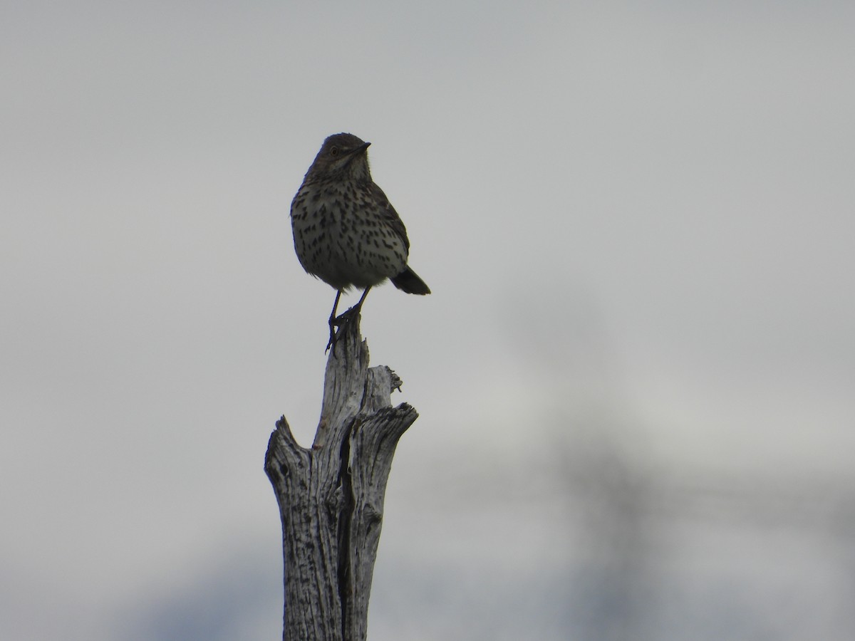 Sage Thrasher - Tom Wuenschell