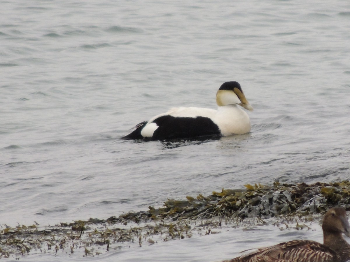 Common Eider - Glenn Knoblock