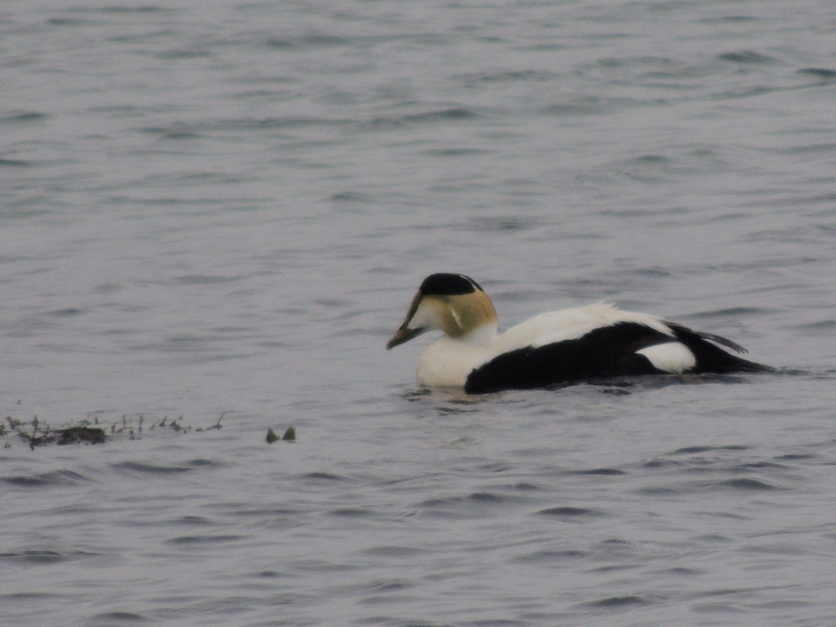 Common Eider - Glenn Knoblock