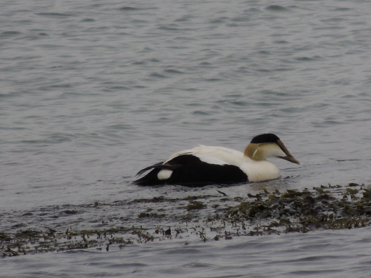 Common Eider - Glenn Knoblock