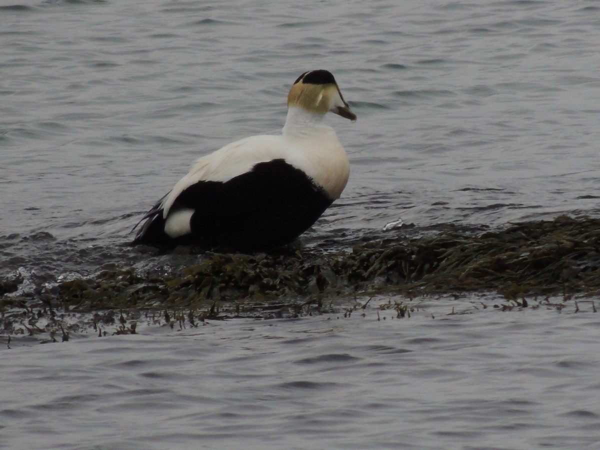 Common Eider - Glenn Knoblock