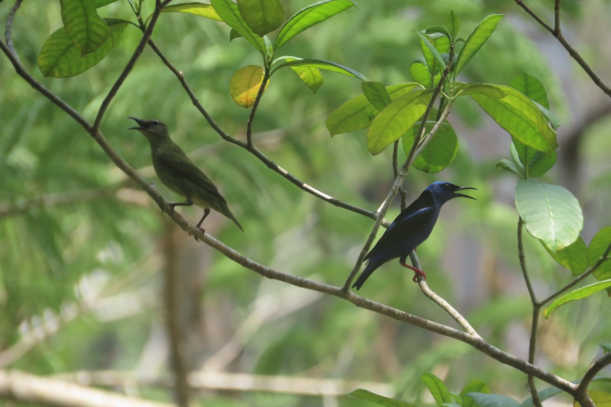 Red-legged Honeycreeper - David Brinkman