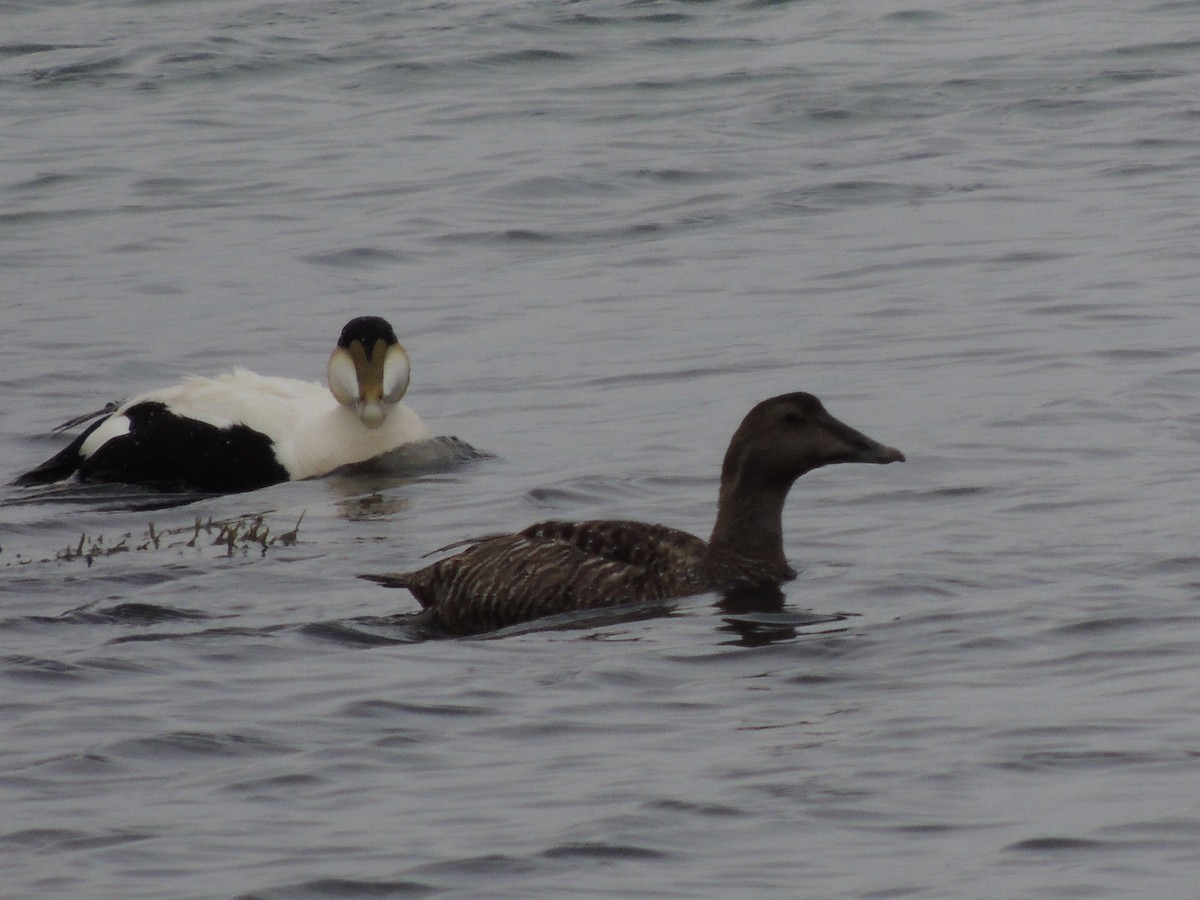 Common Eider - Glenn Knoblock