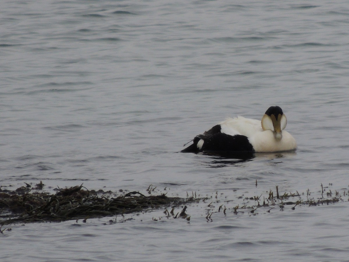 Common Eider - Glenn Knoblock