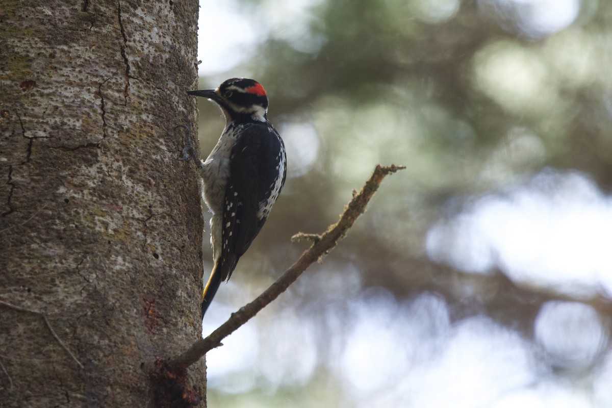 Hairy Woodpecker - ML619510217