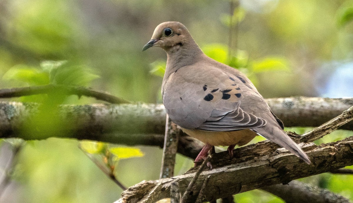 Mourning Dove - ML619510220