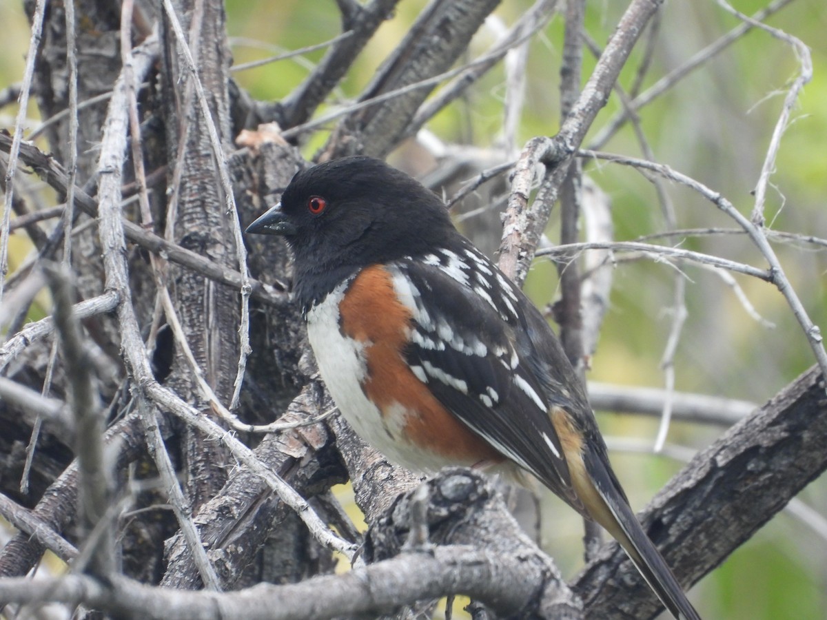 Spotted Towhee - Tom Wuenschell