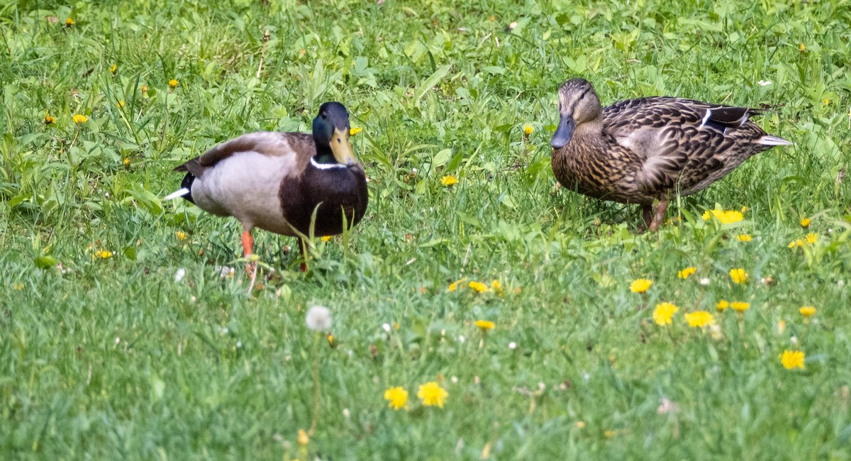 Canard colvert - ML619510223