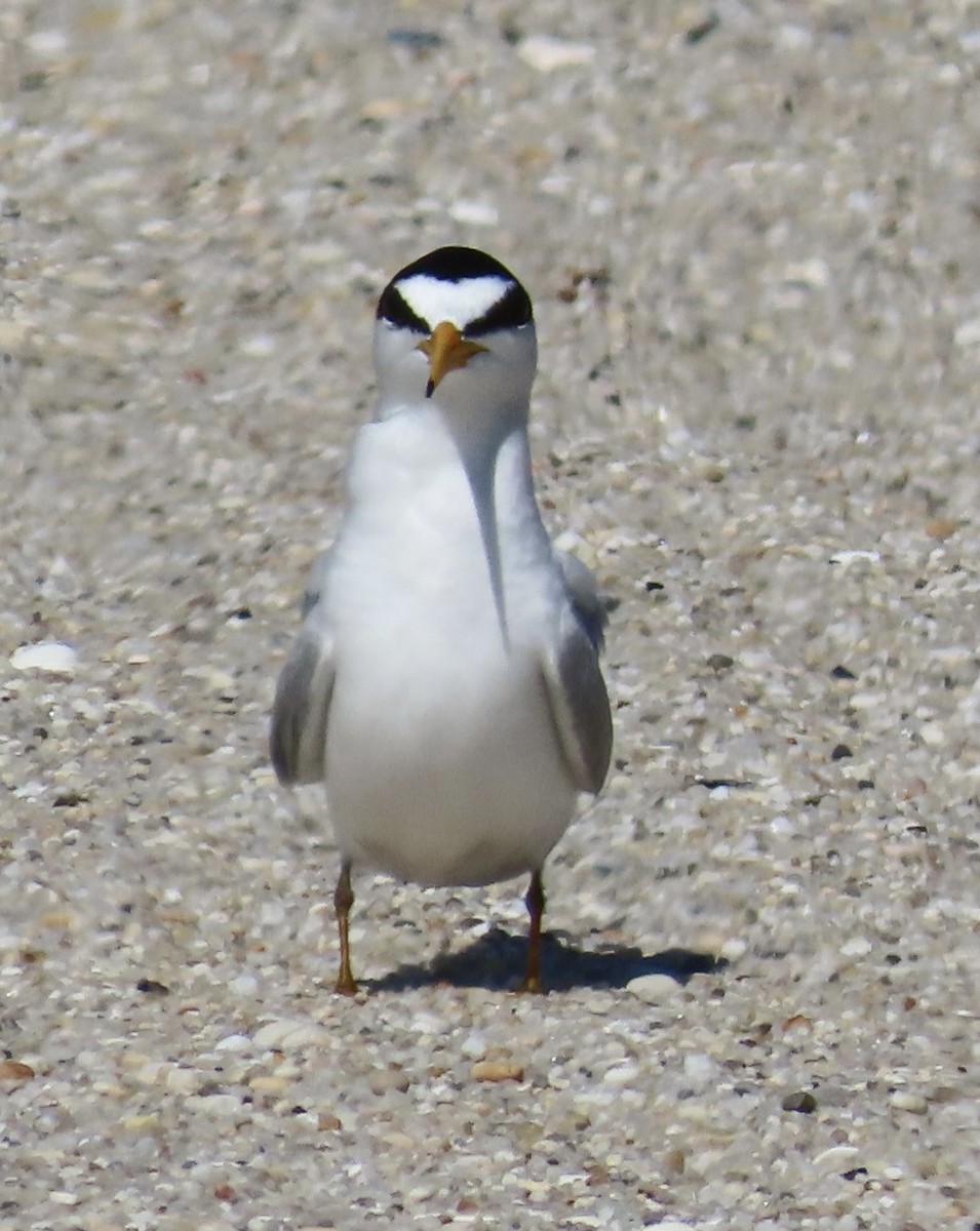 Least Tern - Marcy Harrison