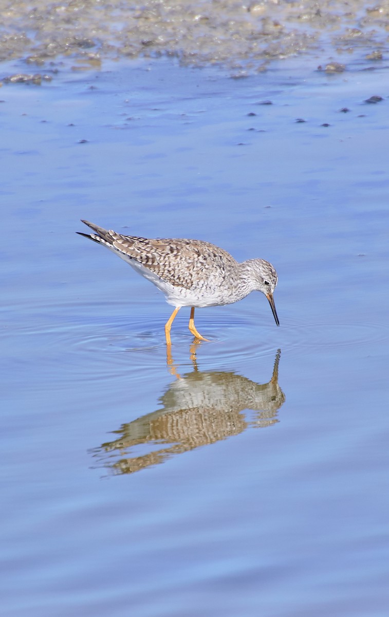 Lesser Yellowlegs - Angélica  Abarca