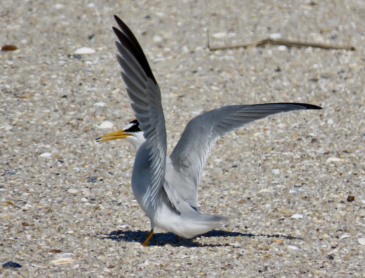 Least Tern - Marcy Harrison