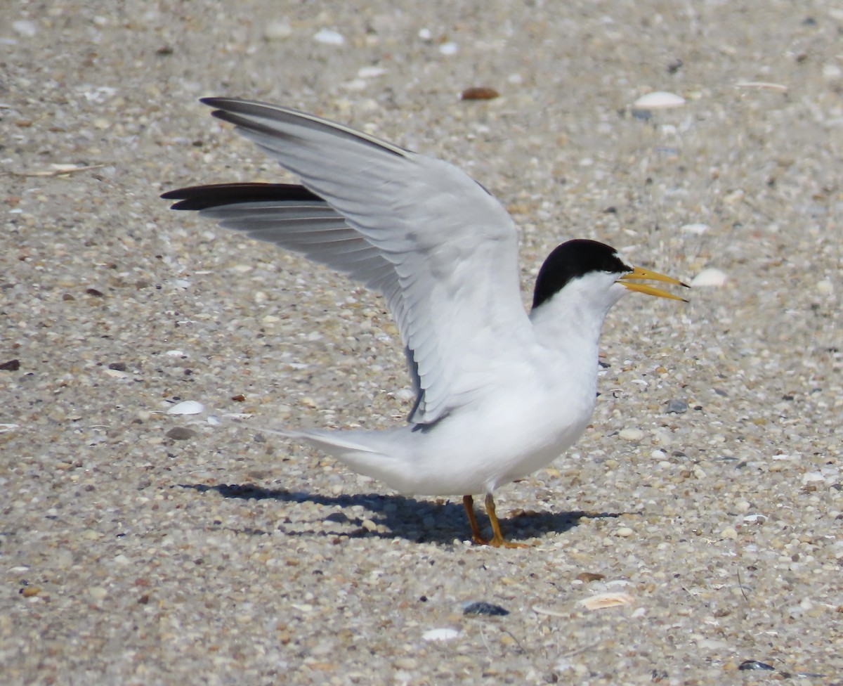 Least Tern - Marcy Harrison