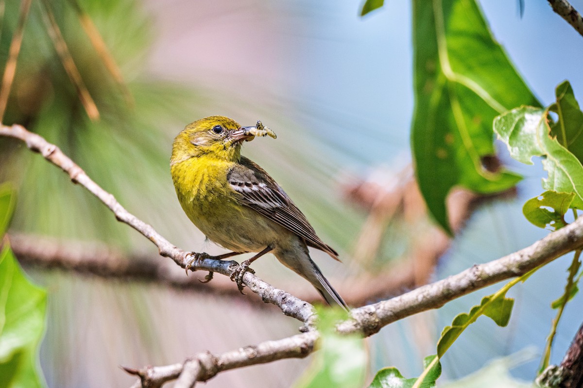 Pine Warbler - Richard Pockat