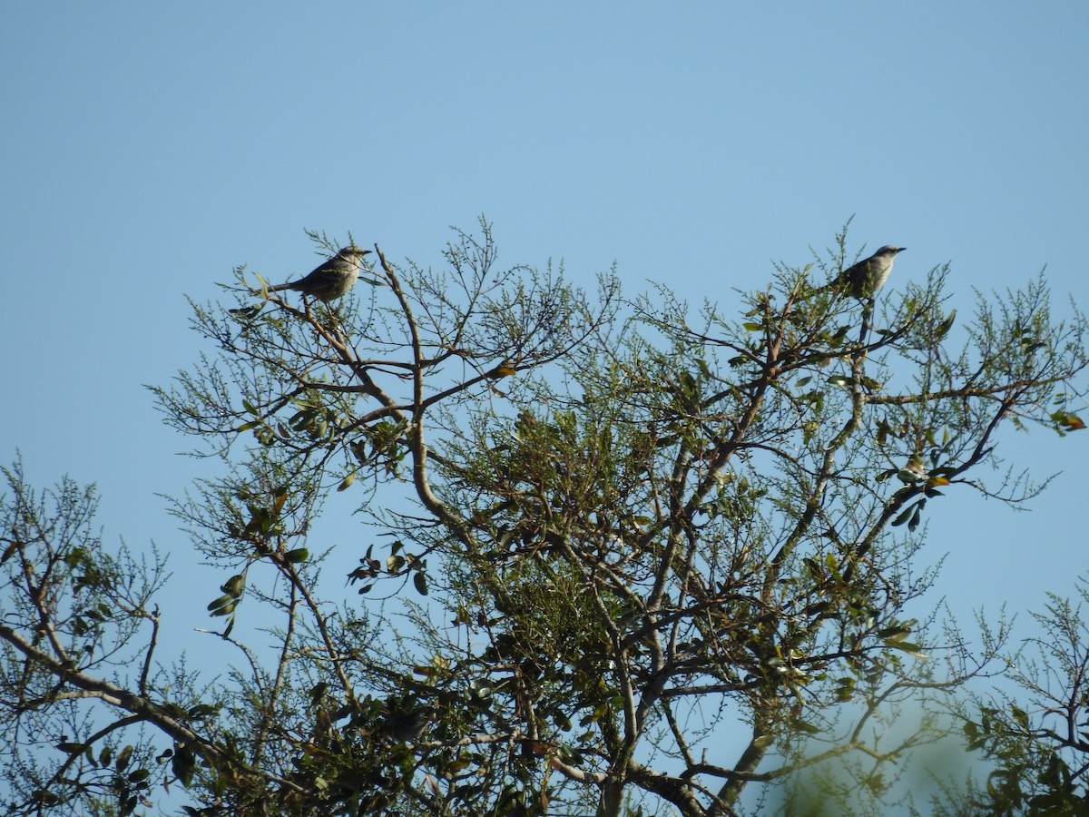 Chalk-browed Mockingbird - ML619510238