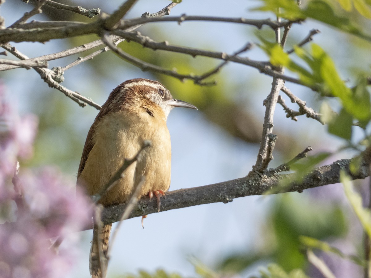 Carolina Wren - Gordon Sheard