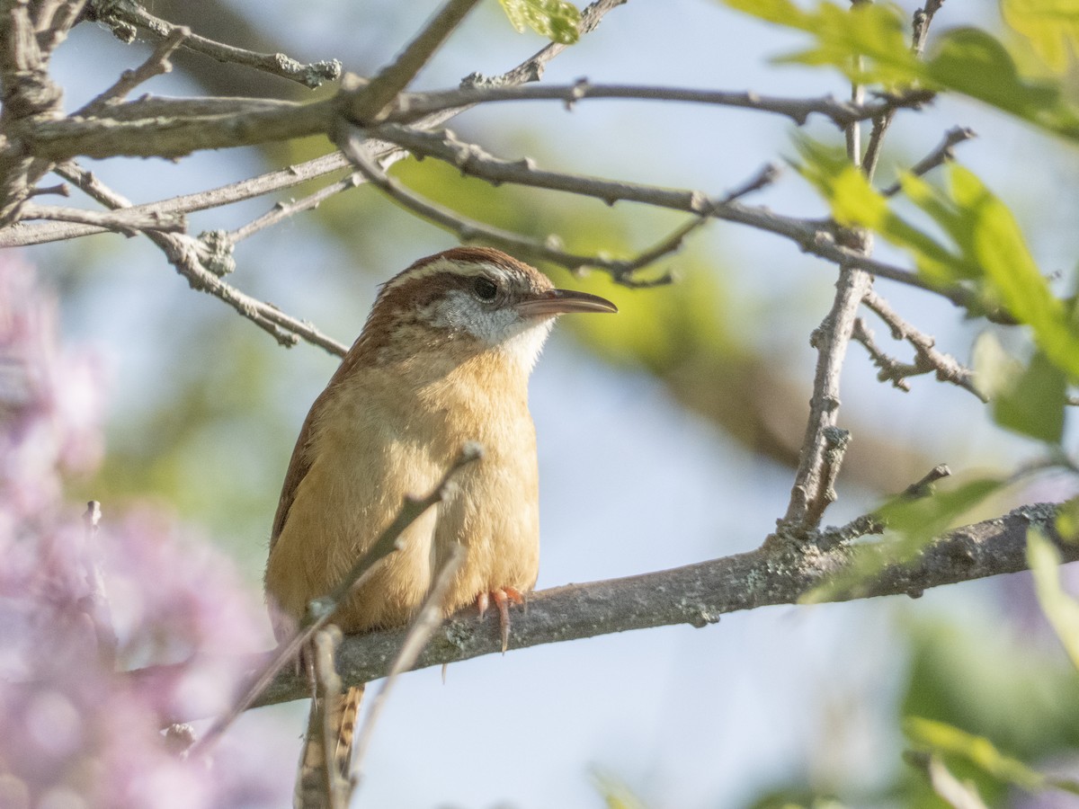 Carolina Wren - Gordon Sheard