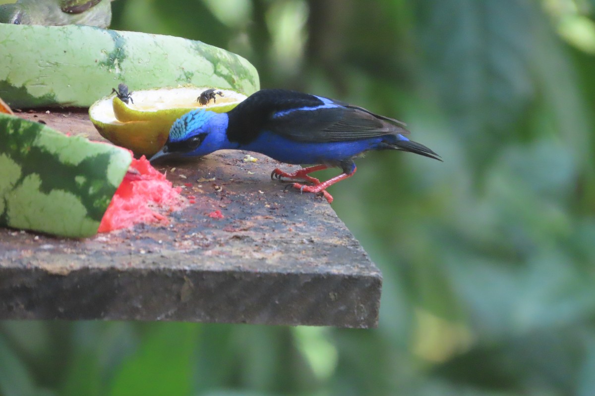 Red-legged Honeycreeper - David Brinkman