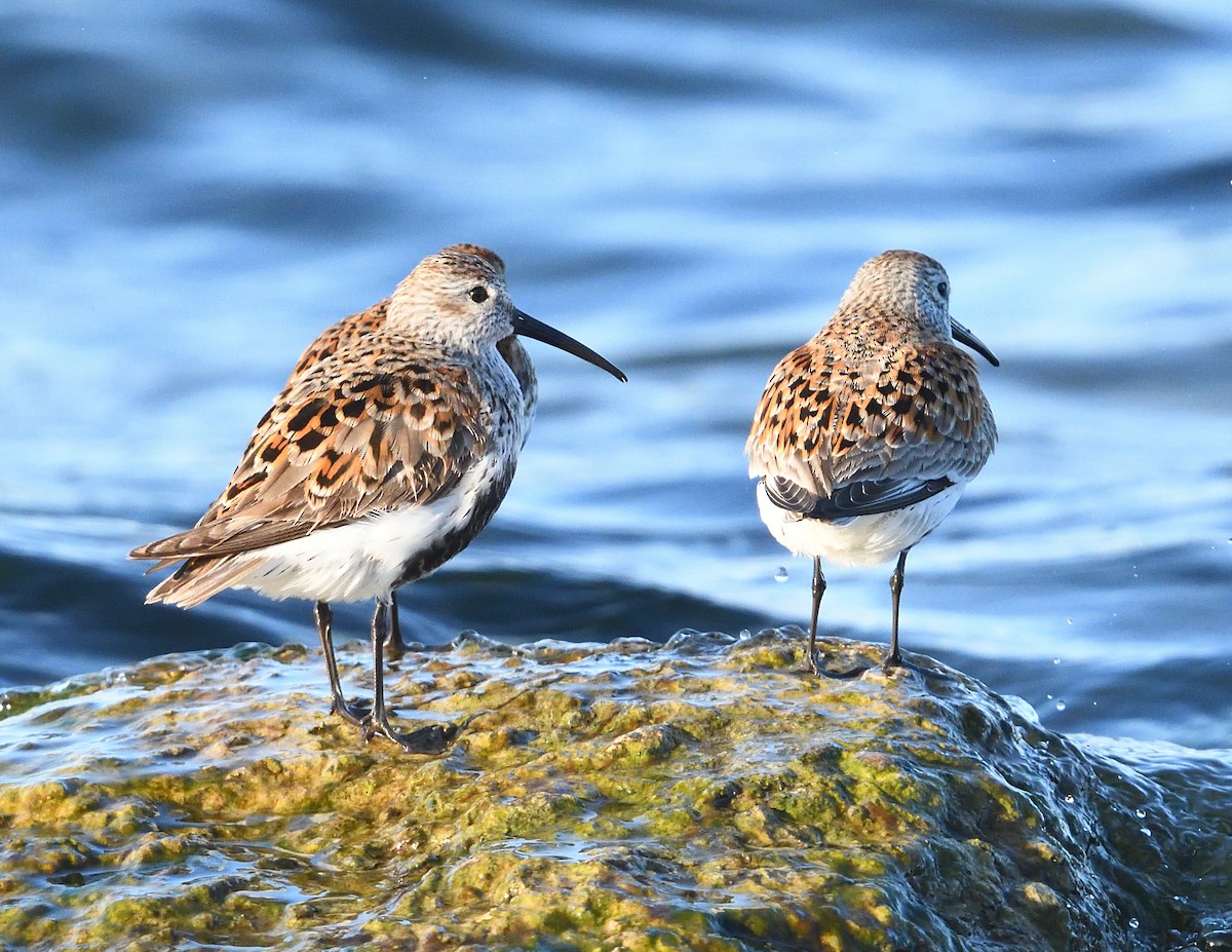 Dunlin - Margaret Hough