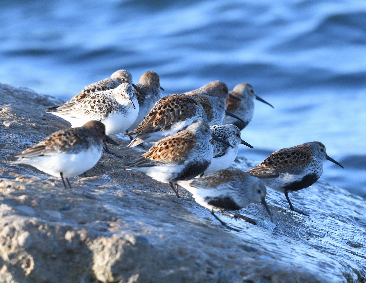 Dunlin - Margaret Hough