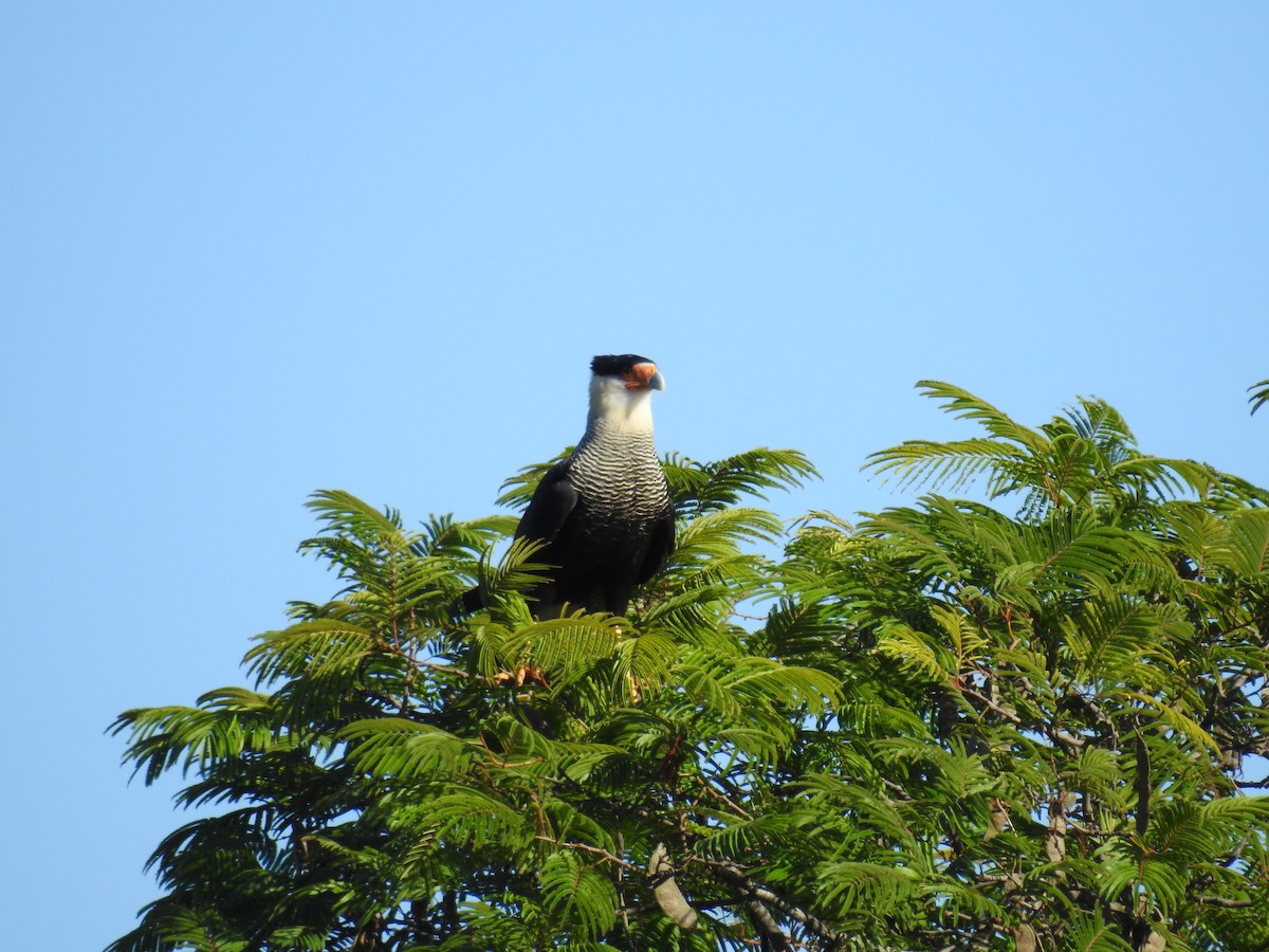 Crested Caracara - Raul Afonso Pommer-Barbosa - Amazon Birdwatching