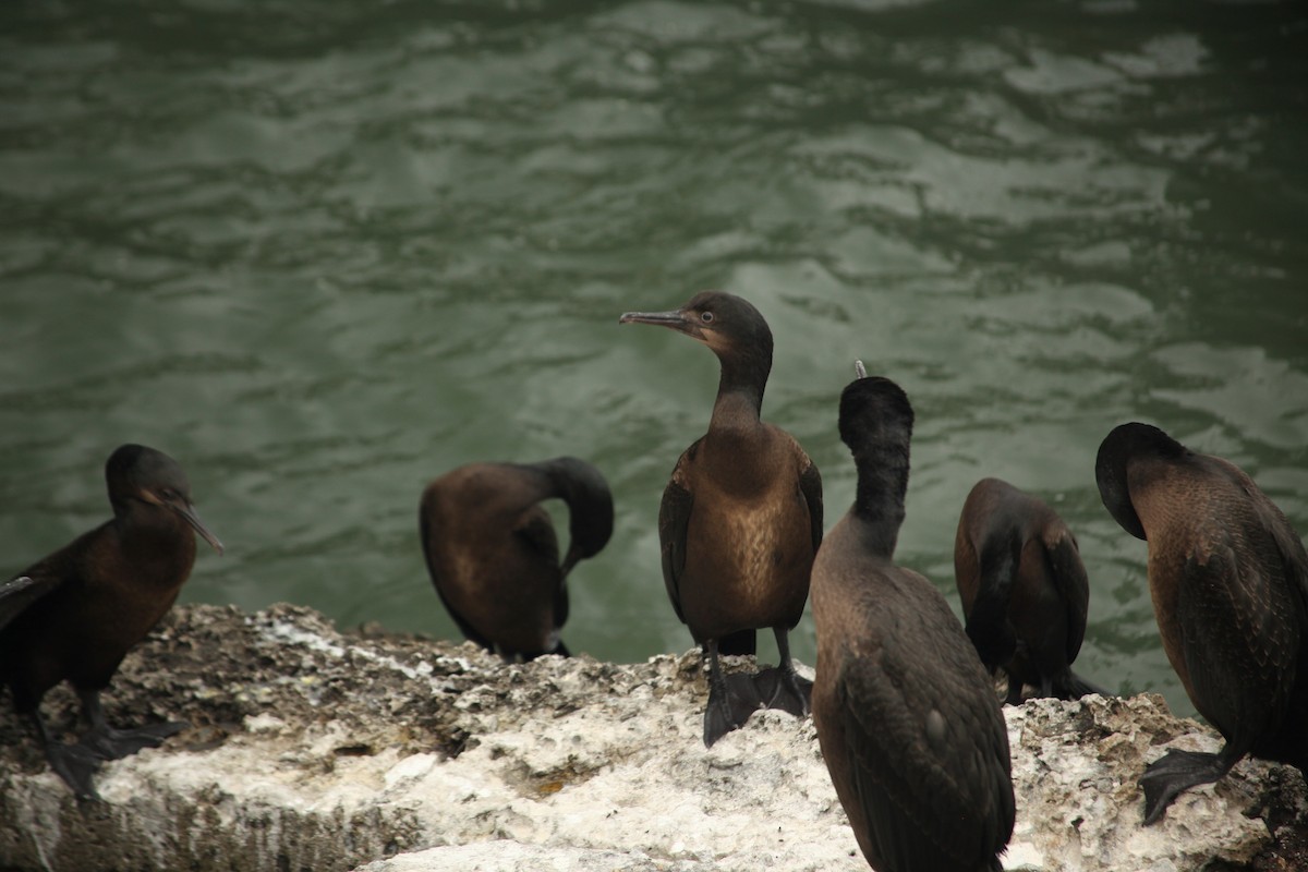 Brandt's Cormorant - Carly Philpott