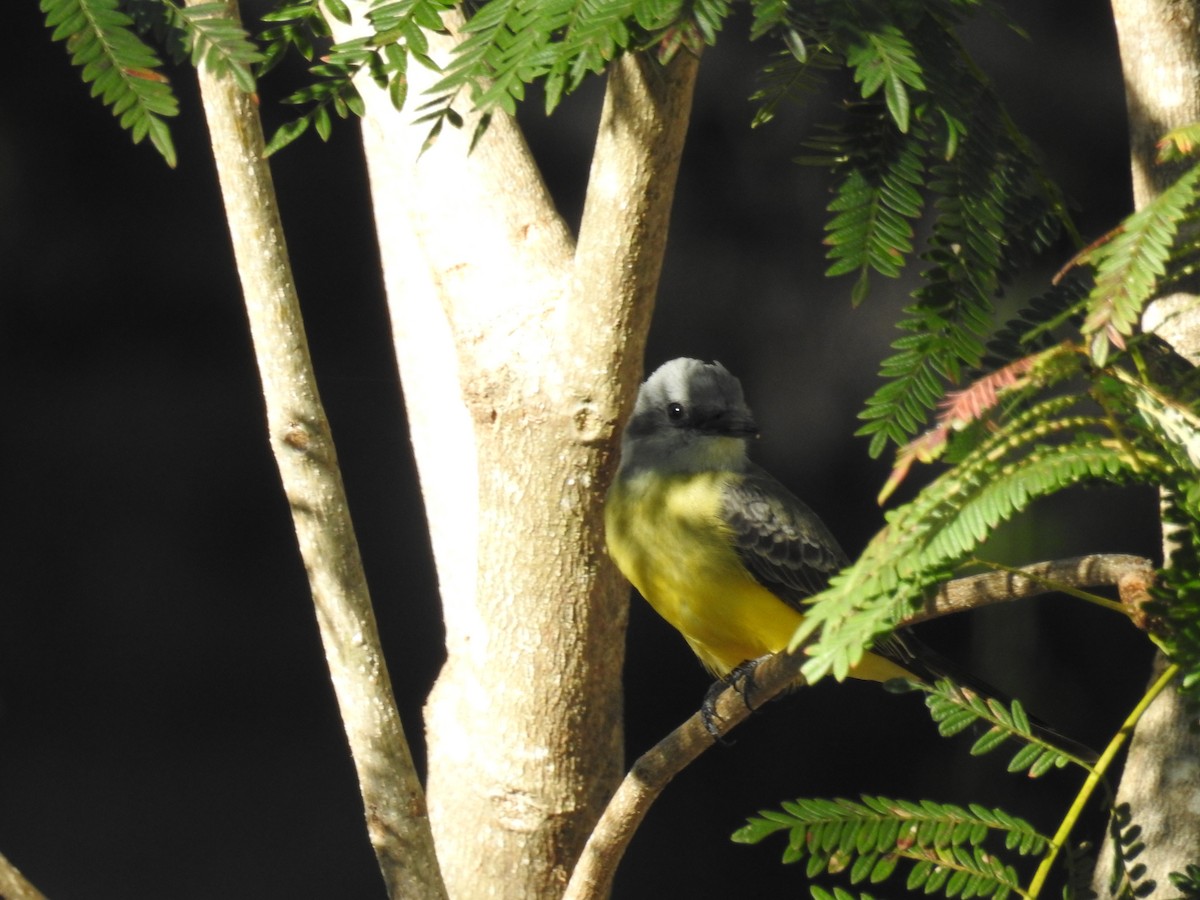 Tropical Kingbird - Raul Afonso Pommer-Barbosa - Amazon Birdwatching