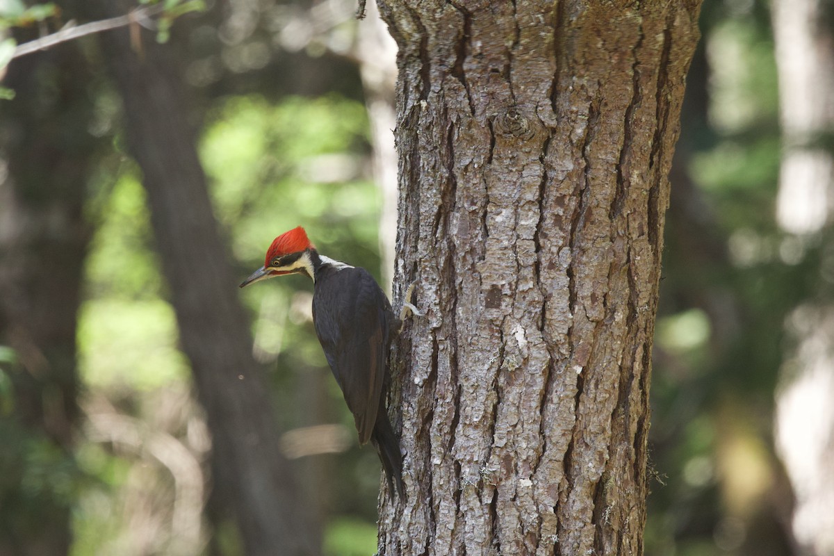 Pileated Woodpecker - Deanna McLaughlin