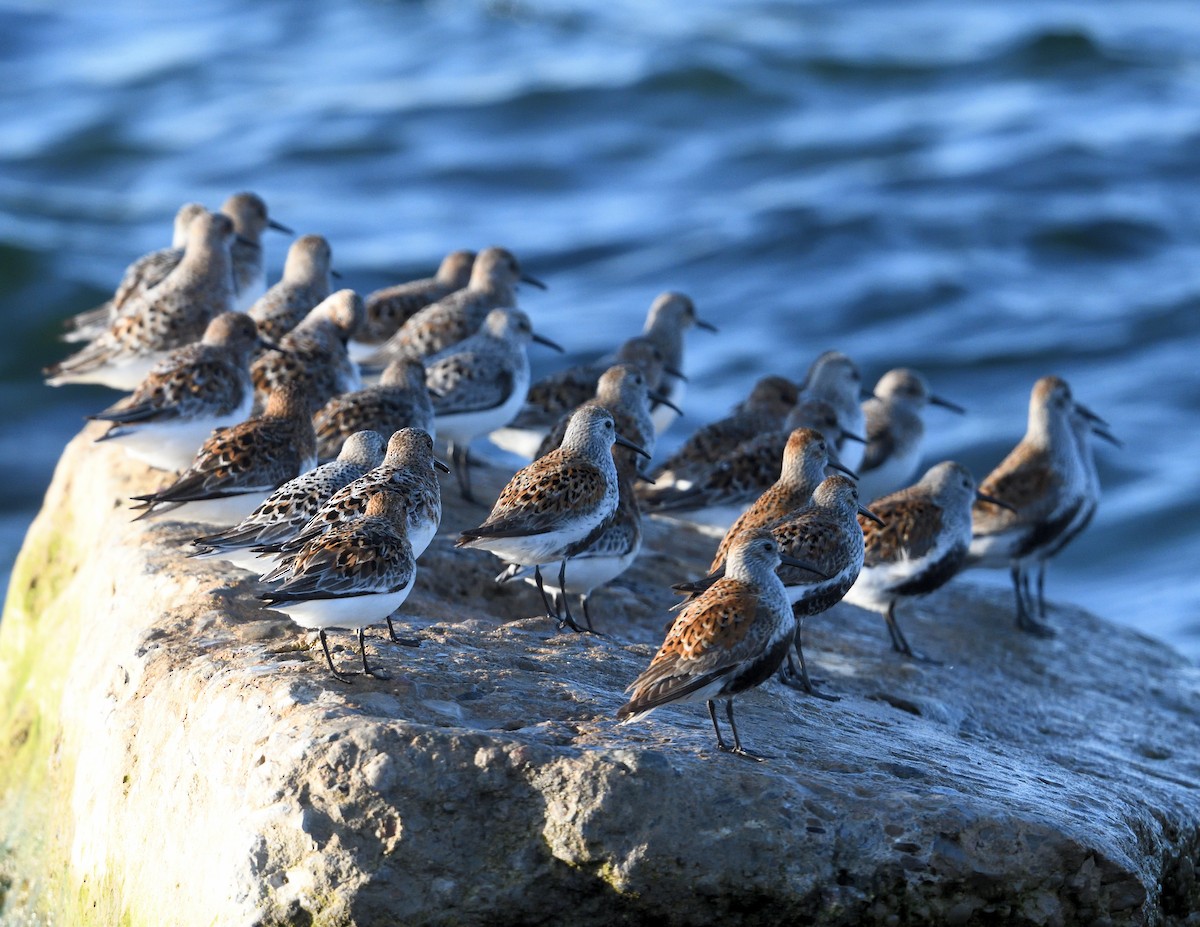 Dunlin - Margaret Hough