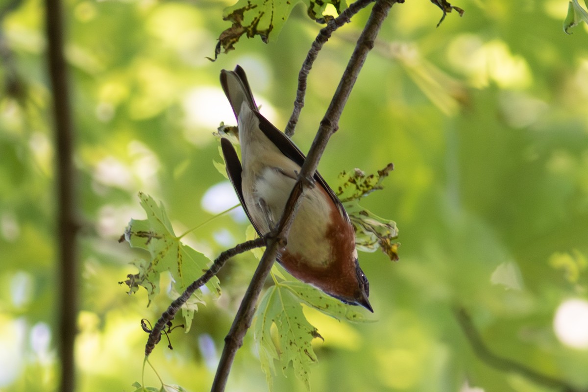 Bay-breasted Warbler - Kris Perlberg