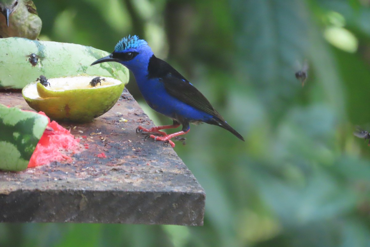 Red-legged Honeycreeper - David Brinkman