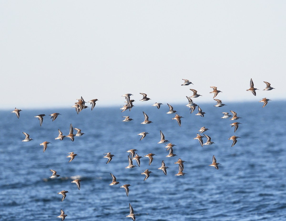 Dunlin - Margaret Hough