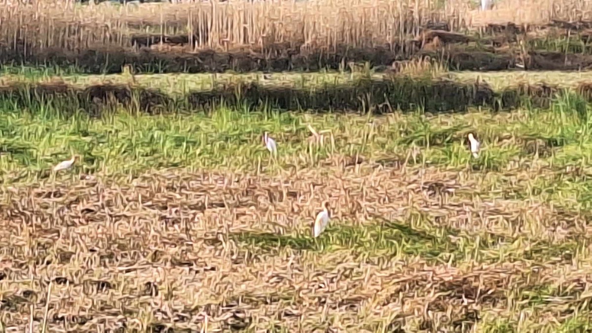 Eastern Cattle Egret - ML619510277