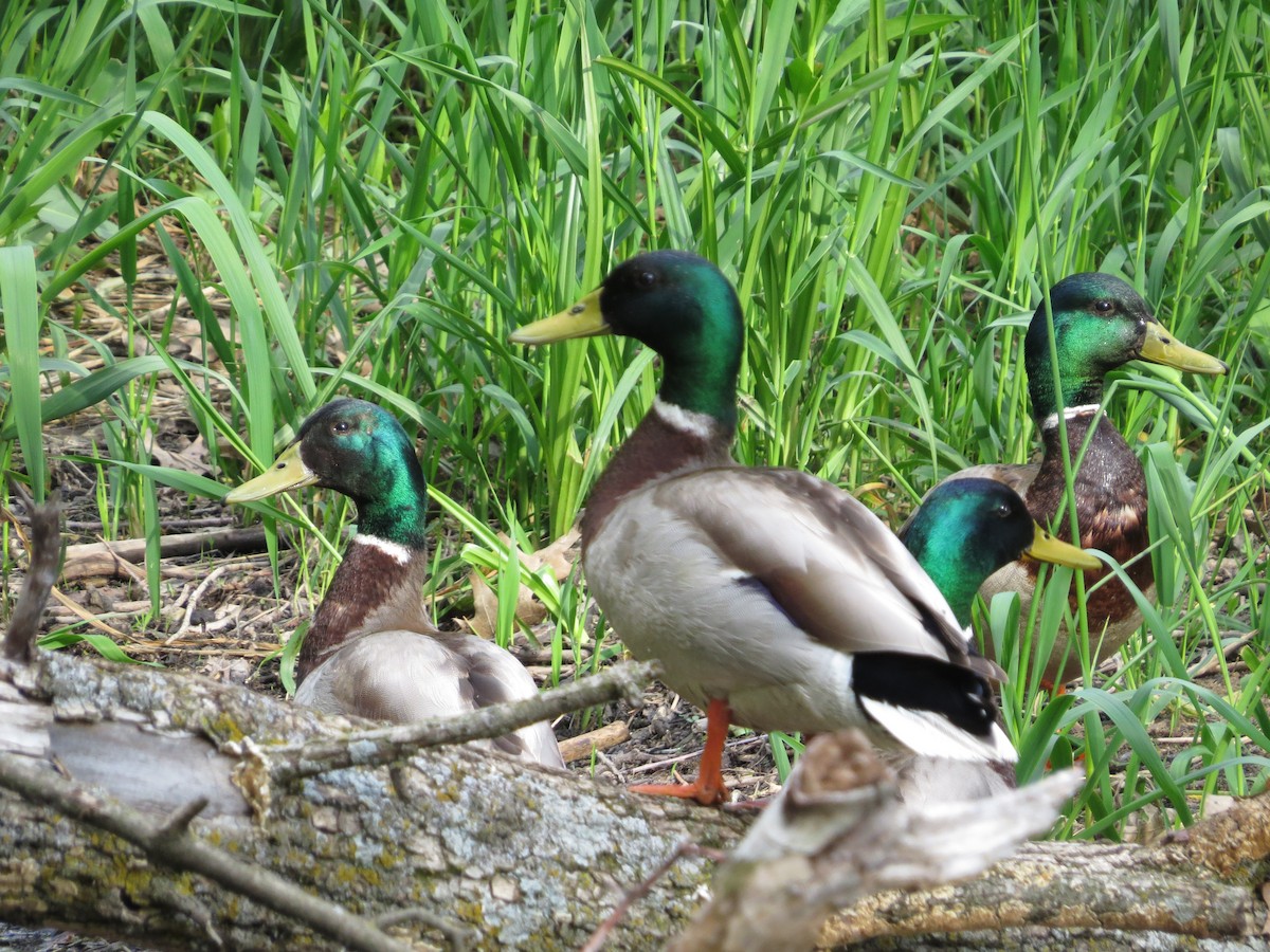 Mallard - Chris Anderson