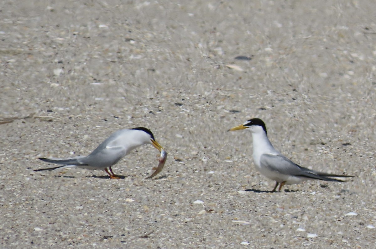 Least Tern - Marcy Harrison