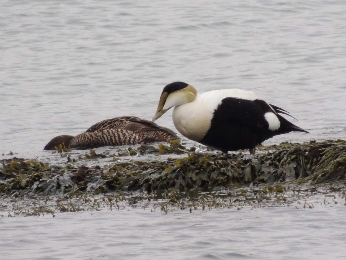 Common Eider - ML619510282