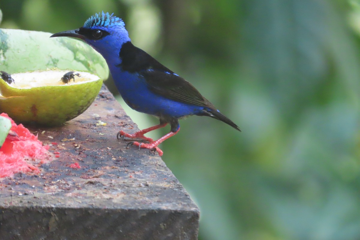 Red-legged Honeycreeper - David Brinkman