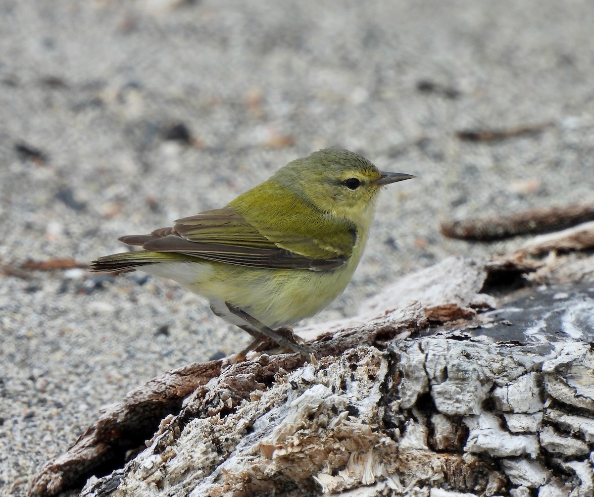 Tennessee Warbler - Pegg & Mark Campbell